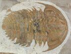 Large Hamatolenus Trilobite Multiple - Tinjdad, Morocco #47351-3
